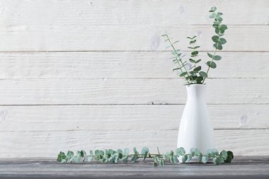 Okaliptüs twigs Vazoda beyaz arka plan üzerinde
