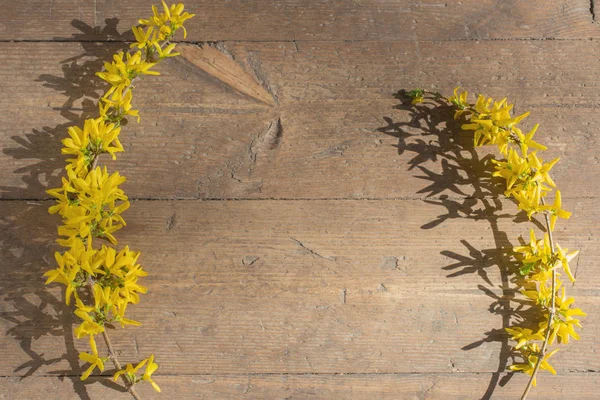 Forsythia gialla su sfondo vecchio di legno — Foto Stock