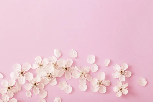 Wiśniowe kwiaty na tle papieru — Zdjęcie stockowe