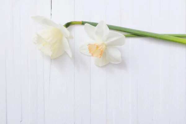 Narciso branco sobre fundo de madeira branco — Fotografia de Stock