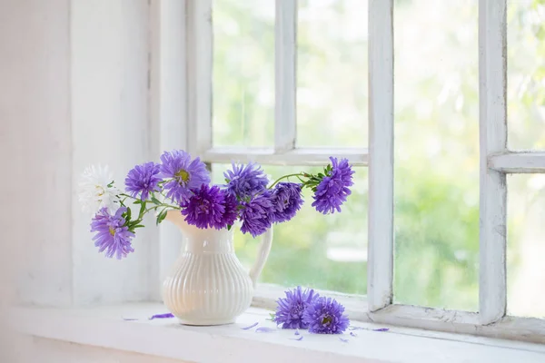 Aster púrpura en jarra en alféizar de ventana — Foto de Stock
