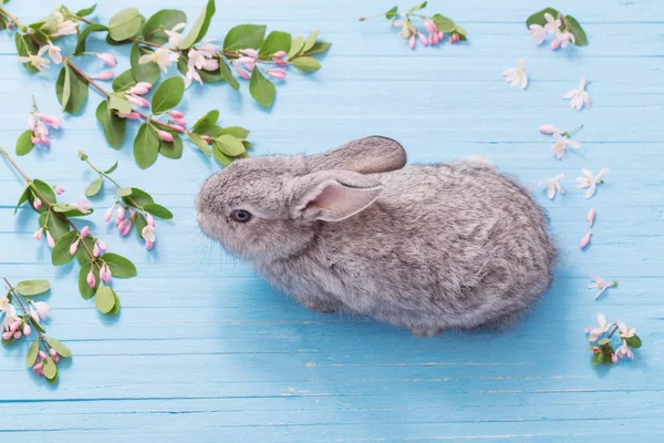 Кролик с цветами на синем деревянном фоне — стоковое фото