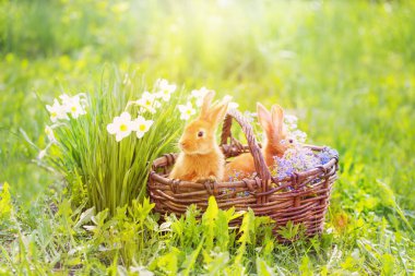 Açık sepet içinde kırmızı tavşan