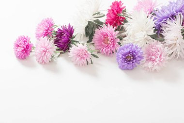 Beyaz arka planda asters