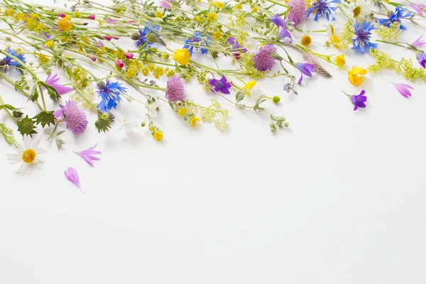 Fleurs d'été sur fond de papier blanc — Photo