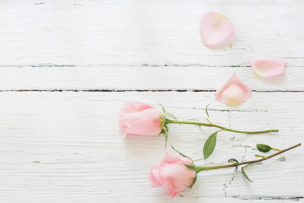 Розовые розы на белом деревянном фоне — стоковое фото