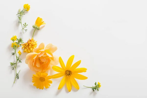 하얀 배경의 노란 꽃들 — 스톡 사진