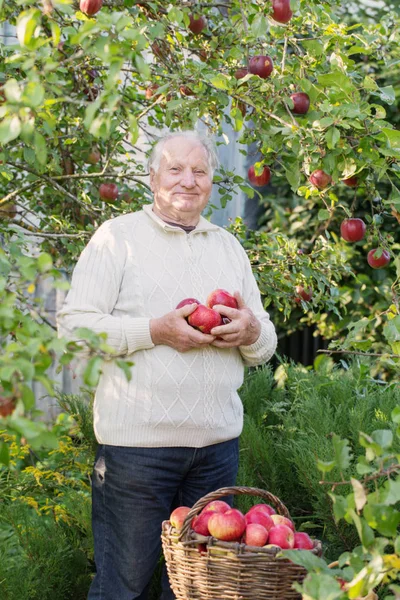 Elderly men with red apples in orchard — Stock Photo, Image