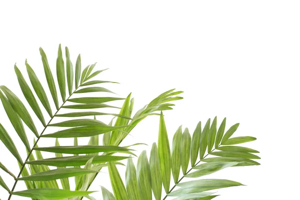 Palmblad på vit bakgrund — Stockfoto