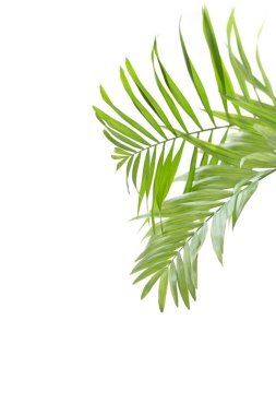 Beyaz arkaplanda palmiye yaprakları