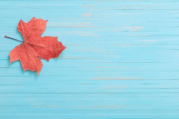 Autumn maples on blue wooden background — Stock Photo, Image