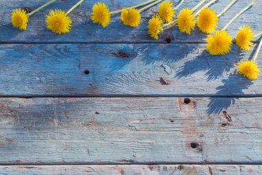 Dandelions eski ahşap zemin üzerine
