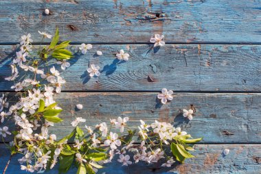 eski mavi ahşap arka plan üzerinde beyaz bahar çiçekleri