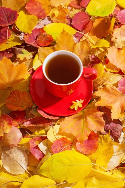 Šálek čaje na pozadí podzimní listí — Stock fotografie