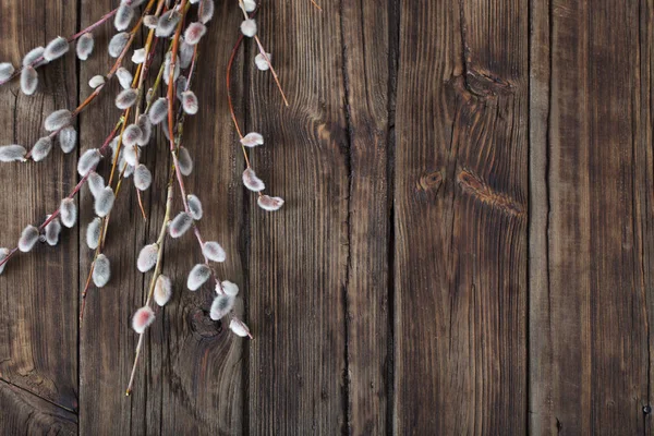 Branches of flowering willow on  wooden background — Stock Photo, Image