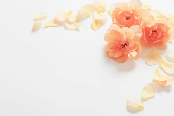 Rosas amarelas em fundo branco — Fotografia de Stock