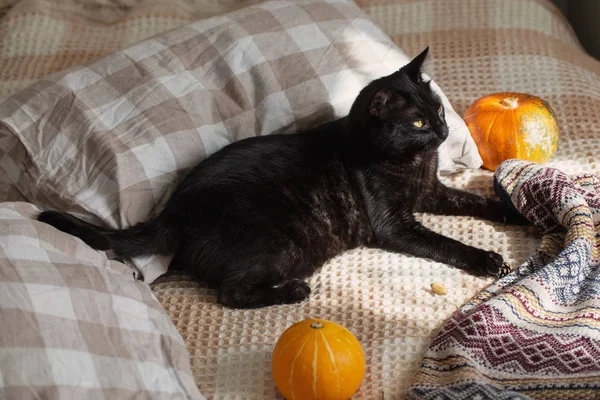 Gato preto na cama — Fotografia de Stock