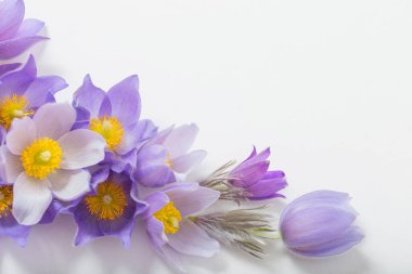 Beyaz arka planda bahar menekşe çiçekler