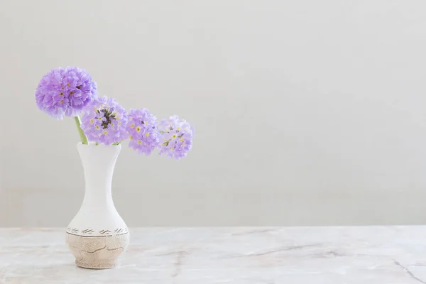 Primrose in ceramic vase on white background — Stock Photo, Image