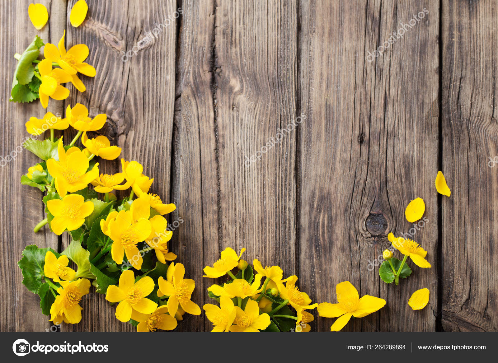 Yellow spring flowers on dark wooden background Stock Photo by ©Kruchenkova  264289894