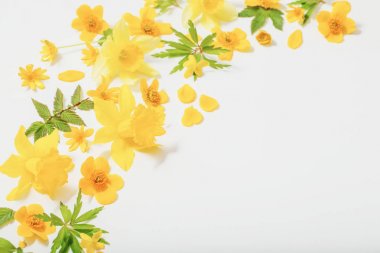 Beyaz arkaplanda sarı bahar çiçekleri