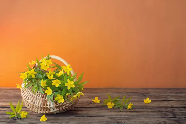 Still life with yellow spring flowers in basket — Stock Photo, Image