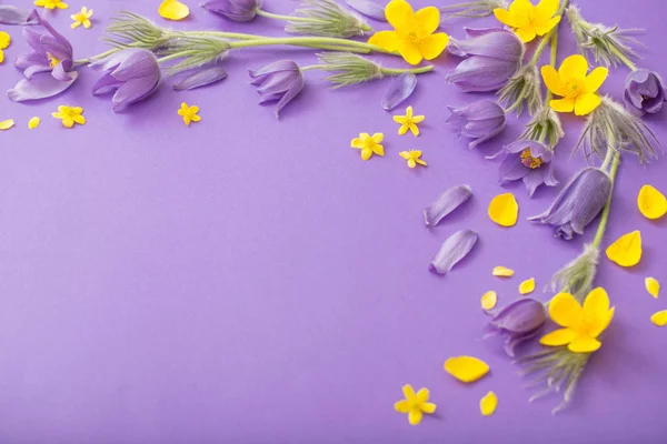 Flores de primavera púrpura y amarilla sobre fondo de papel violeta — Foto de Stock