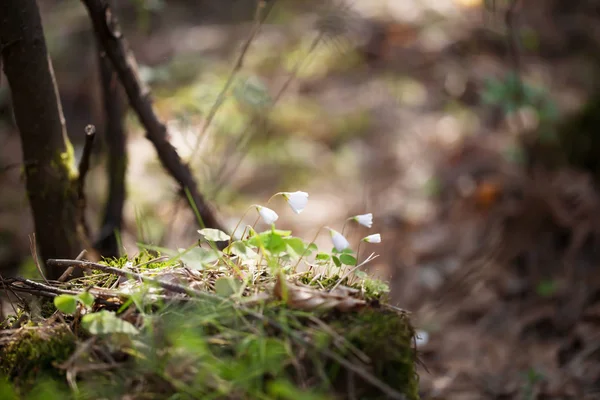 Floreciendo oxalis en el bosque — Foto de Stock