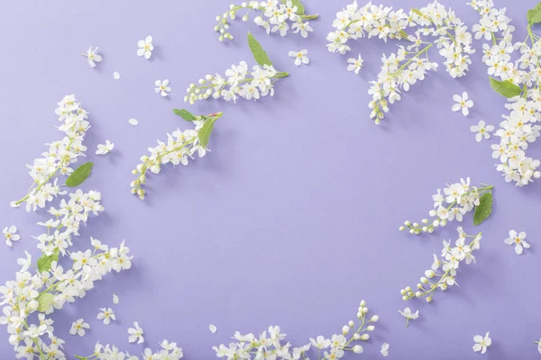 Bird cherry flowers on paper background — Stock Photo, Image