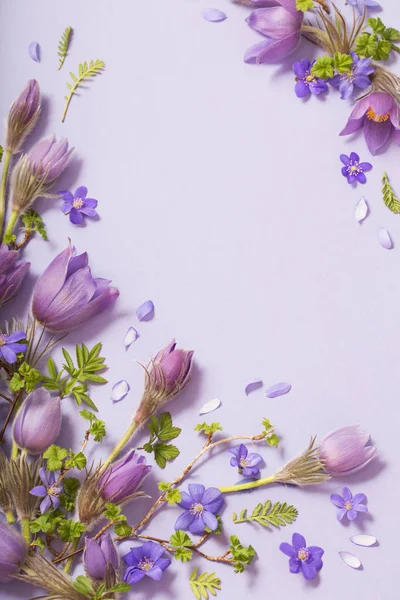 Schöne Frühlingsblumen auf violettem Hintergrund — Stockfoto