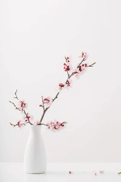 Bloeiende kersen tak in vaas op witte achtergrond — Stockfoto