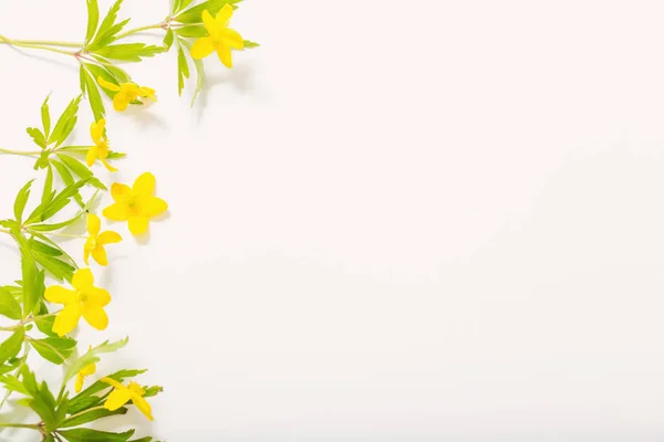 Anemone Butter Cup vårblommor på vit bakgrund — Stockfoto