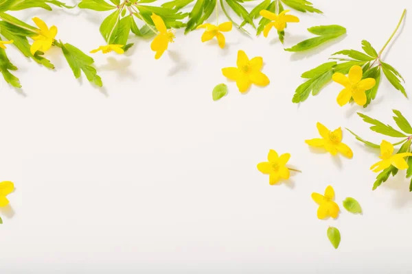 Anémona buttercup flores de primavera sobre fondo blanco —  Fotos de Stock