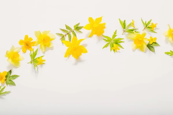 Κίτρινα ανοιξιάτικα λουλούδια σε λευκό φόντο — Φωτογραφία Αρχείου