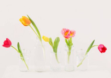 Lale beyaz zemin üzerine cam şişelerde