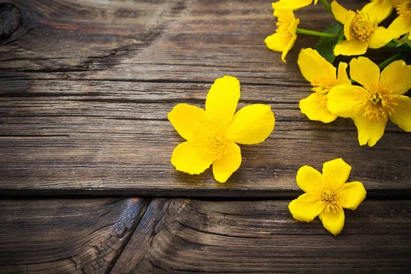 Žluté jarní květy na tmavém dřevěném pozadí — Stock fotografie