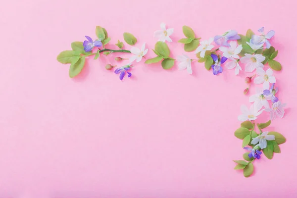 Vit och blå blommor på rosa papper bakgrund — Stockfoto