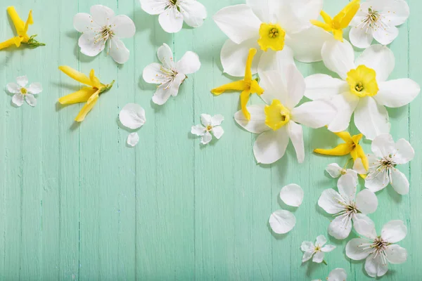 Daffodils and cherry flowers on green wooden background — Stock Photo, Image