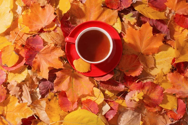 Šálek čaje na pozadí podzimní listí — Stock fotografie
