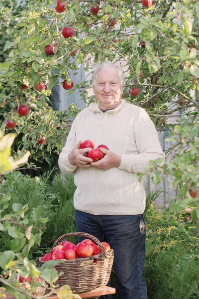 Elderly men with red apples in orchard — Stock Photo, Image