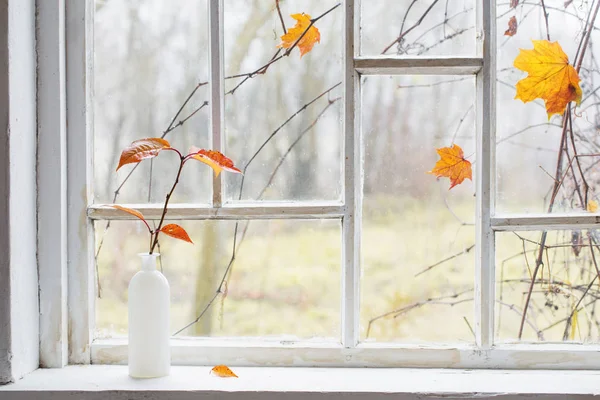 Hojas de otoño en jarrón en alféizar de ventana — Foto de Stock