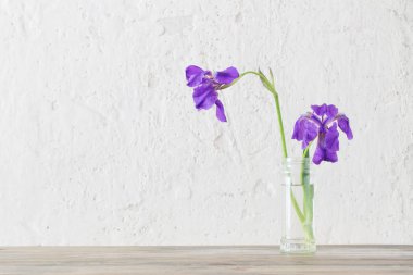 arka plan beyaz eski duvarda vazo içinde iris