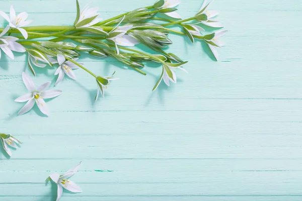 Witte bloemen op groen geschilderde achtergrond — Stockfoto