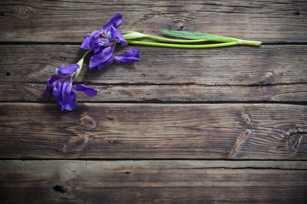 Iris violeta sobre fondo viejo de madera oscura —  Fotos de Stock