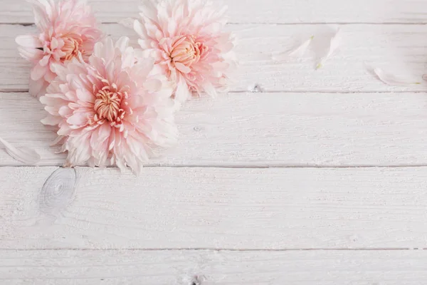 Chrysanthemum on white wooden background — Stock Photo, Image