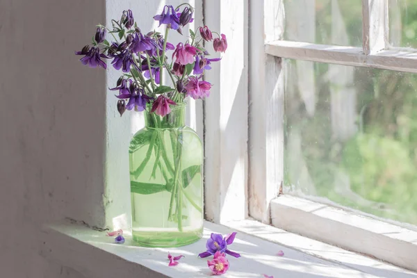 窓ガラスに緑の花瓶のアクイレジアの花 — ストック写真
