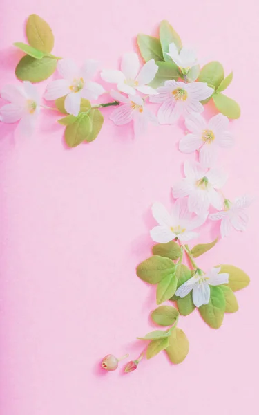 Flores blancas sobre fondo de papel rosa — Foto de Stock