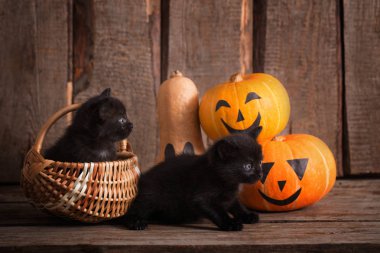 halloween pumpkins ile siyah küçük kedi 