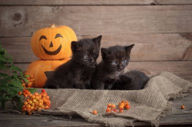 halloween pumpkins ile siyah küçük kedi 