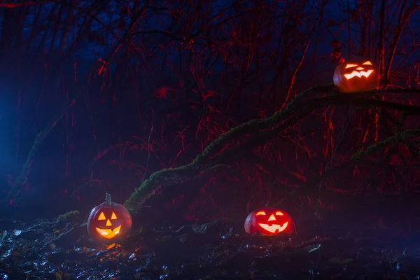 Zucche di Halloween nella foresta notturna — Foto Stock